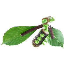 Afbeelding in Gallery-weergave laden, Haba Terra Kids Connectors, Constructieset dieren - 305344