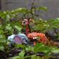 Afbeelding in Gallery-weergave laden, MierEdu 3D puzzel build&amp;sound: wilde dieren/giraf
