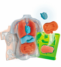 Afbeelding in Gallery-weergave laden, Clementoni Wetenschap &amp; Spel - Squishy Anatomie
