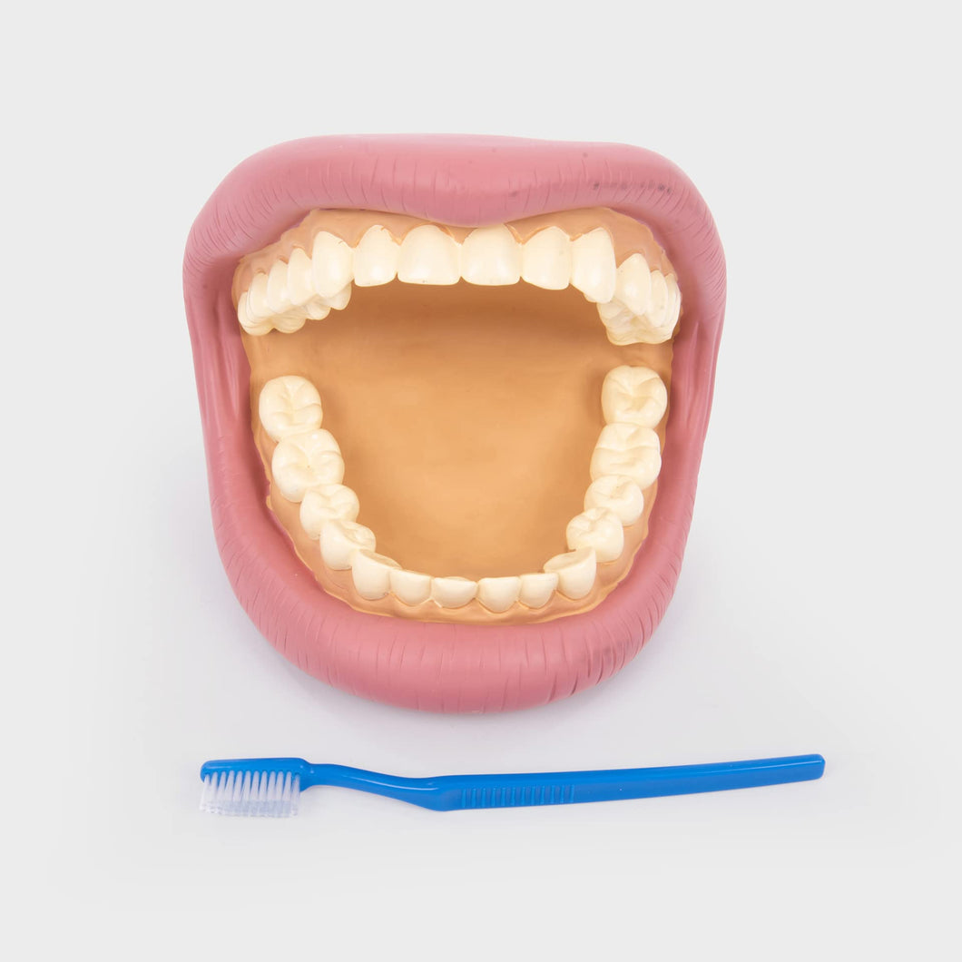 Tickit Reuze Tanden Demonstratieset