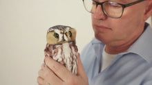 Video laden en afspelen in Gallery-weergave, Folkmanis Pygmy Owl - Dwerguil handpop

