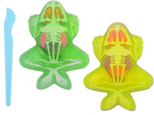 Afbeelding in Gallery-weergave laden, Science Explorer Kikker Anatomie Slijm
